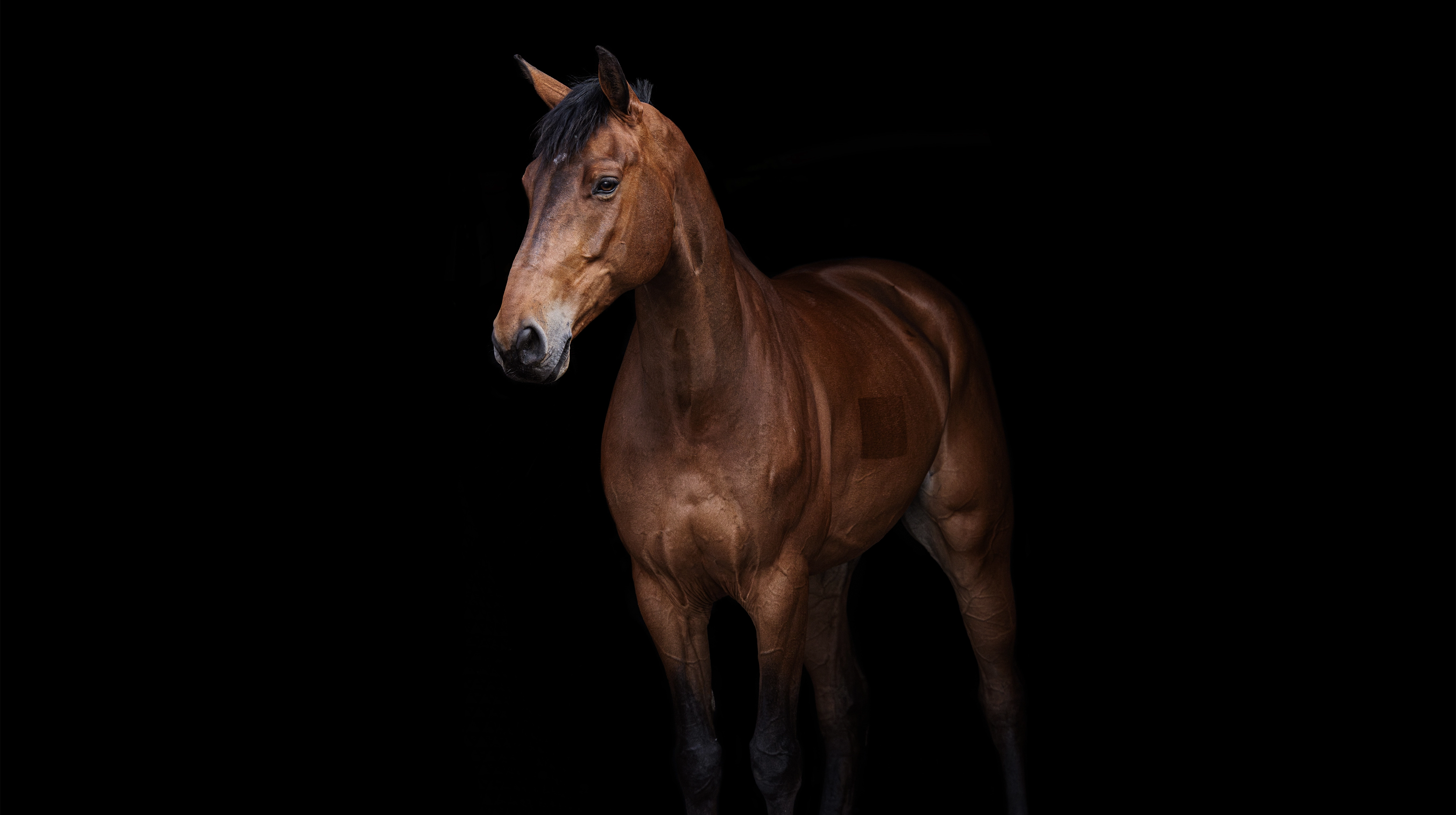 Bruin paard in fine art stijl tegen zwarte achtergrond, vastgelegd door The Social Twelve.